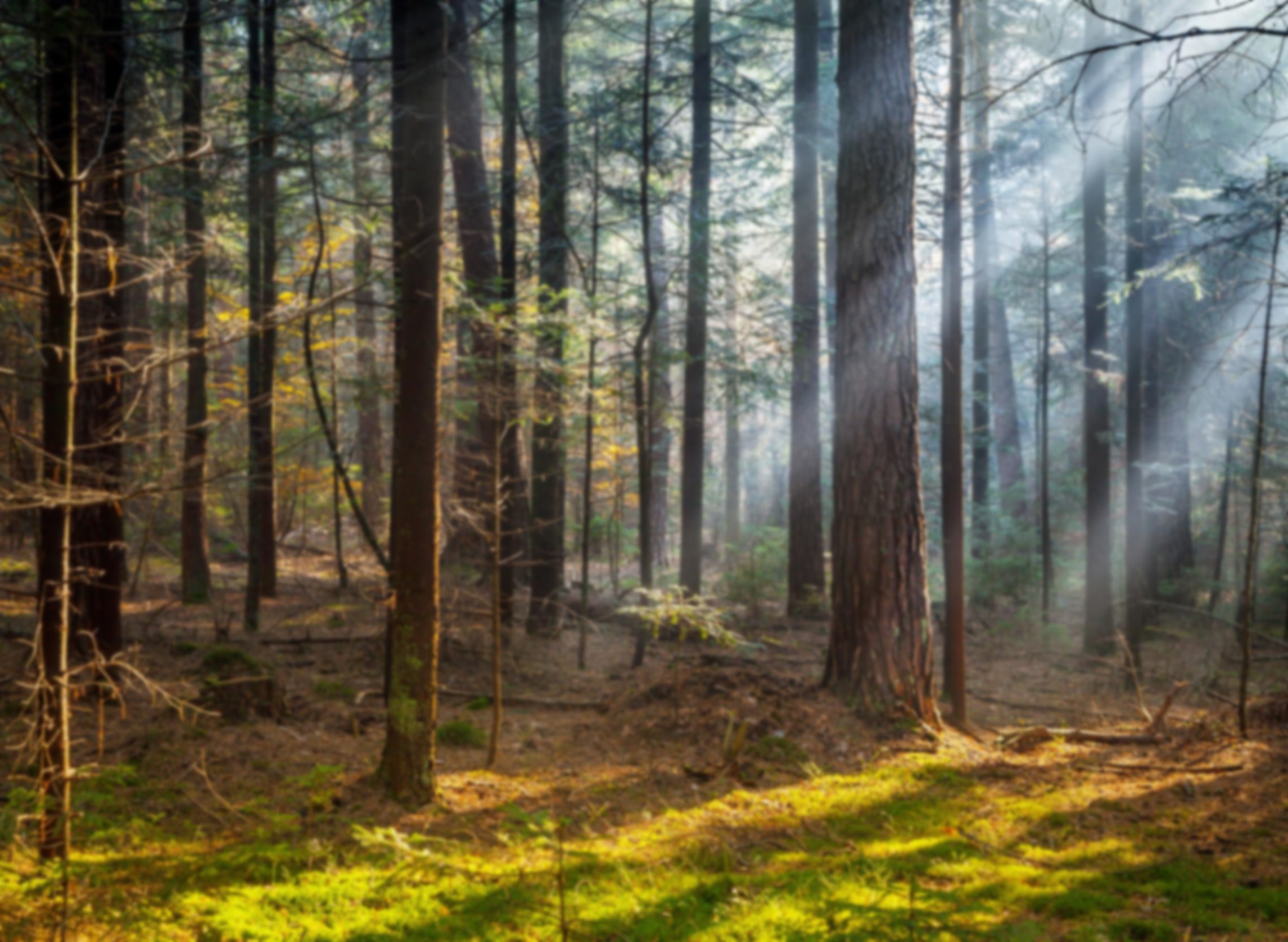 Sunlit Maritime woodland, typical blacklegged tick habitat